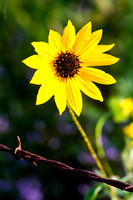 Black eyed susan and barbed wire