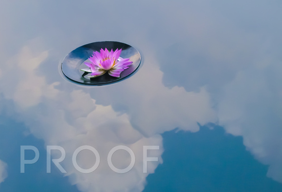 Lotus in the sky