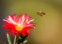 Honeybee landing