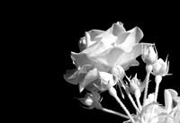 Rose Black/White