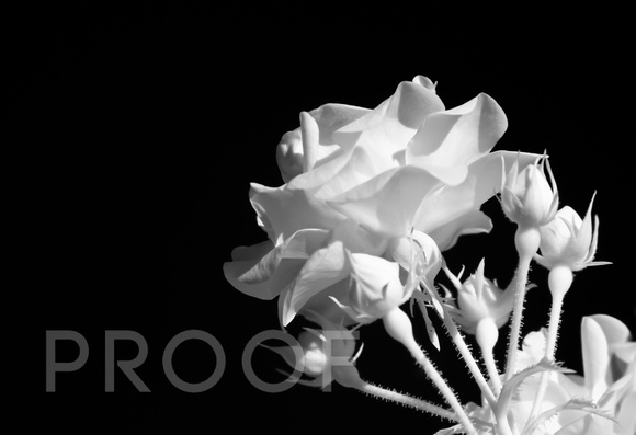 Rose Black/White