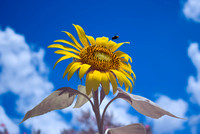 Bee and sunflower