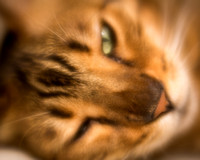 Taj