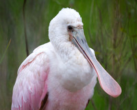 Rosette Spoonbill